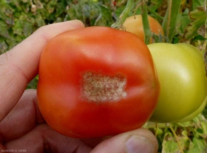 Necrose-apicale-tomate-DB2