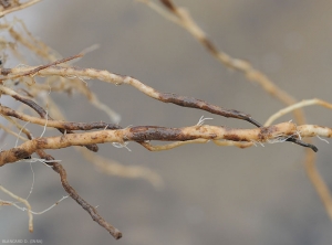 Ces racines présentent des secteurs superficiellement liégeuses dont la couleur varie du marron au brun foncé. (racines liégeuses, corky root)