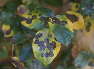 Taches noires du rosier en fin d'évolution. Le limbe est pratiquement totalement jaune, avant que les feuilles tombent. (maladie des taches noires)