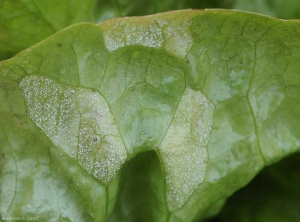 Détail de la formation des spores sous les feuilles à l'emplacement des taches de mildiou.