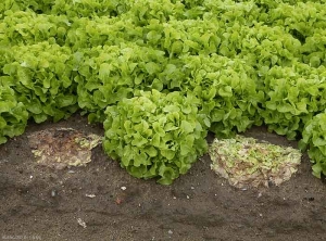 Deux plantes atteintes de sclérotiniose se sont s'effondrées soudainement. (Sclérotiniose)