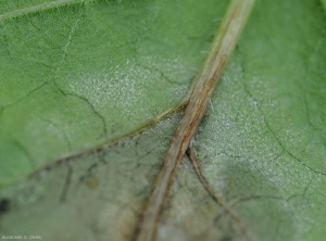 En conditions humides, l'agent du mildiou forme aisément un feutrage blanc à la face inférieure du limbe des folioles atteintes.