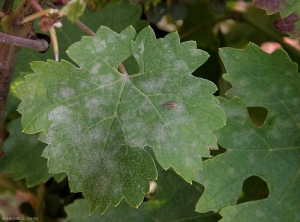 Oidium-vigne-DB5