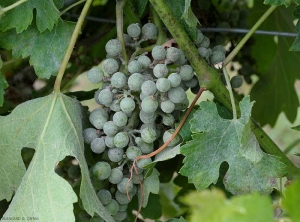 Grappe de vigne fortement affectée par l'oïdium. Les baies sont plus ou moins couvertes par un feutrage blanchâtre.