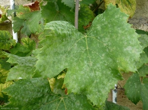 Jeune feuille fortement attaquée par l'oïdium de la vigne. Elle est couverte d'une multitude de taches poudreuses, de couleur blanche.