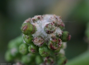 Détail des poils hypertrophiés dans une galle d'érinose sur inflorescence de vigne. <b><i>Colomerus vitis</i></b>