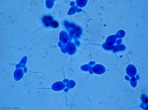 Les spores d'Entomosporiose ont une forme très caractéristique rappelant celle d'une souris (observation à l'aide d'un microscope).