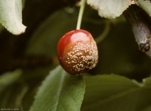 Sur cette cerise, les symptômes de moniliose sont plus évolués. De nombreux coussinets se sont formés, ils ont maintenant une coloration beigeâtre. <i>Monilia laxa</i> 