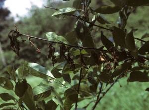 Attaque de moniliose sur rameau de cerisier, celui ci a bruni et s'est desséché. © INRA