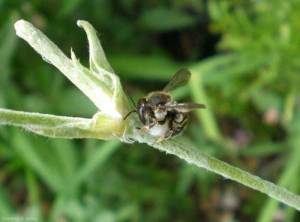 anthidium-manicatum