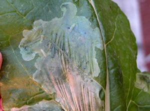 Fusion des galeries d'un même groupe d'oeufs formant une large zone de dégradation de la feuille chez <i>Pegomya betae</i>. <b>Mouche de la betterave</b> (mangold fly, beet fly)