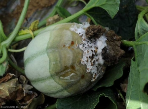 Détail d'une pourriture sur fruit de melon, du mycélium de <i>Sclerotinia sclerotiorum</i> et de ses sclérotes en cours de formation.  (sclérotiniose)