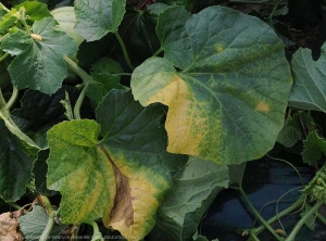 Feuilles de melon jaunissant unilatéralement ; autrement dit, seul un secteur du limbe est plus ou moins chlorosé. Notez que le limbe se nécrose aussi progressivement. <b><i>Fusarium oxysporum</i> f. sp. <i>melonis</i></b> (fusariose)