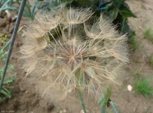 tragopogon-porrifolius3