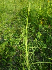 Tragopogon-porrifolius6