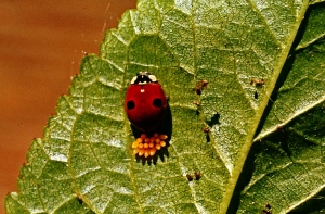 Adalia_bipunctata_oeufs