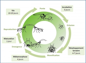 cycle_dev_Aphidius_ervi