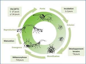 cycle_leptomastix_dactylopii