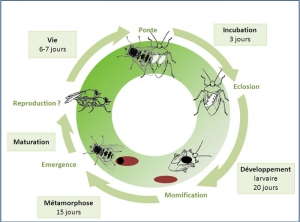 cycle_trichopoda