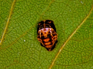 Adalia_bipunctata_nymphe