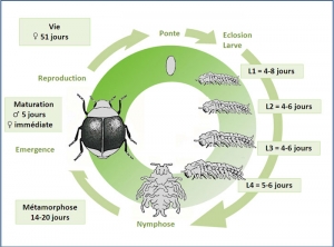 cycle_cryptolaemus