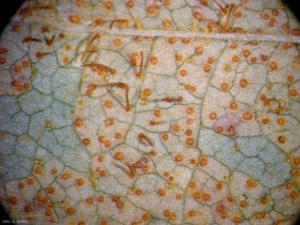 cronartium-ribicola