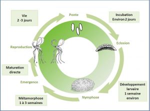 cycle_Feltiella acarisuga