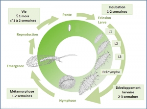 cycle_hemerobe