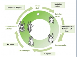 cycle hypoaspis