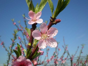 prunus-persica2