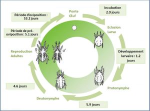 cycle hypoaspis_miles