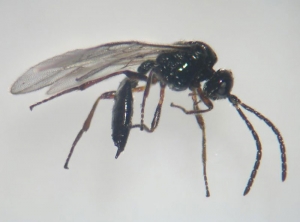 Adulte de la guèpe parasite <i>Ephedrus cerasicola</i>. Photo de  Tizado & Nuñez, site "microhyménoptères du Ponent".