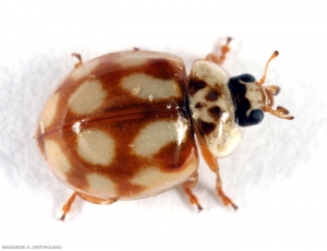 Adulte de la coccinelle <i>Adalia decempunctata</i>. Photo de Denis Bourgeois.