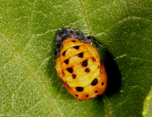 nymphe-coccinella-septempunctata