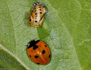 émergence-coccinella-septempunctata