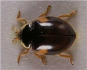Adulte d'<i>Adalia decempunctata</i> forme mélanistique "<i>Bimaculata</i>". Photo de l'association d'entomologistes WCG.