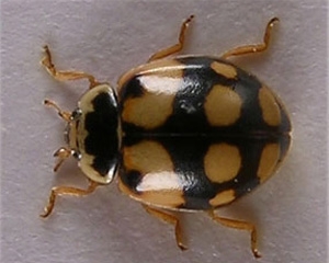 Adulte d'<i>Adalia decempunctata</i> forme <i>Decempustulata</i>. Photo de l'association d'entomologistes WCG.