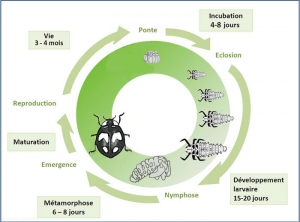 cycle_coccinella-septempunctata