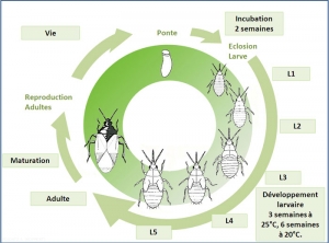 cycle_dicyphus_errans