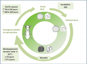 cycle-Trissolcus_basalis