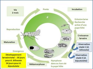 cycle_aleochara