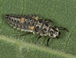 Larve de la coccinelle à 10 points, <i>Adalia decempunctata</i>. Copyright Nature22.com.