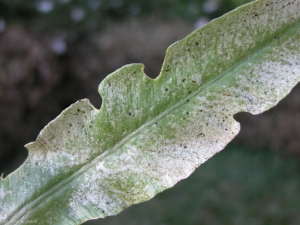 fougere-H-haemorhoidalis