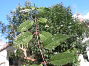 fushia-H-haemorhoidalis