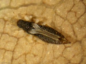 Heliothrips-haemorrhoidalis