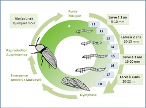 cycle_dvpt_taupins