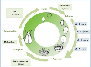 Cycle de développement de <i>Trialeurodes vaporariorum</i> à 22°C sur tomate. J. Poidatz (Koppert)