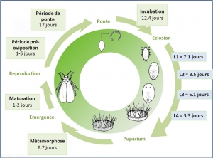 Cycle de développement de <i>Bemicia tabaci</i> sur tomate à 20°C. J. Poidatz (Koppert)