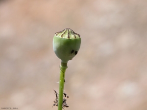 Papaver-rhoeas5