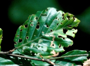 Perforations foliaires par les adultes d'orcheste du hêtre.